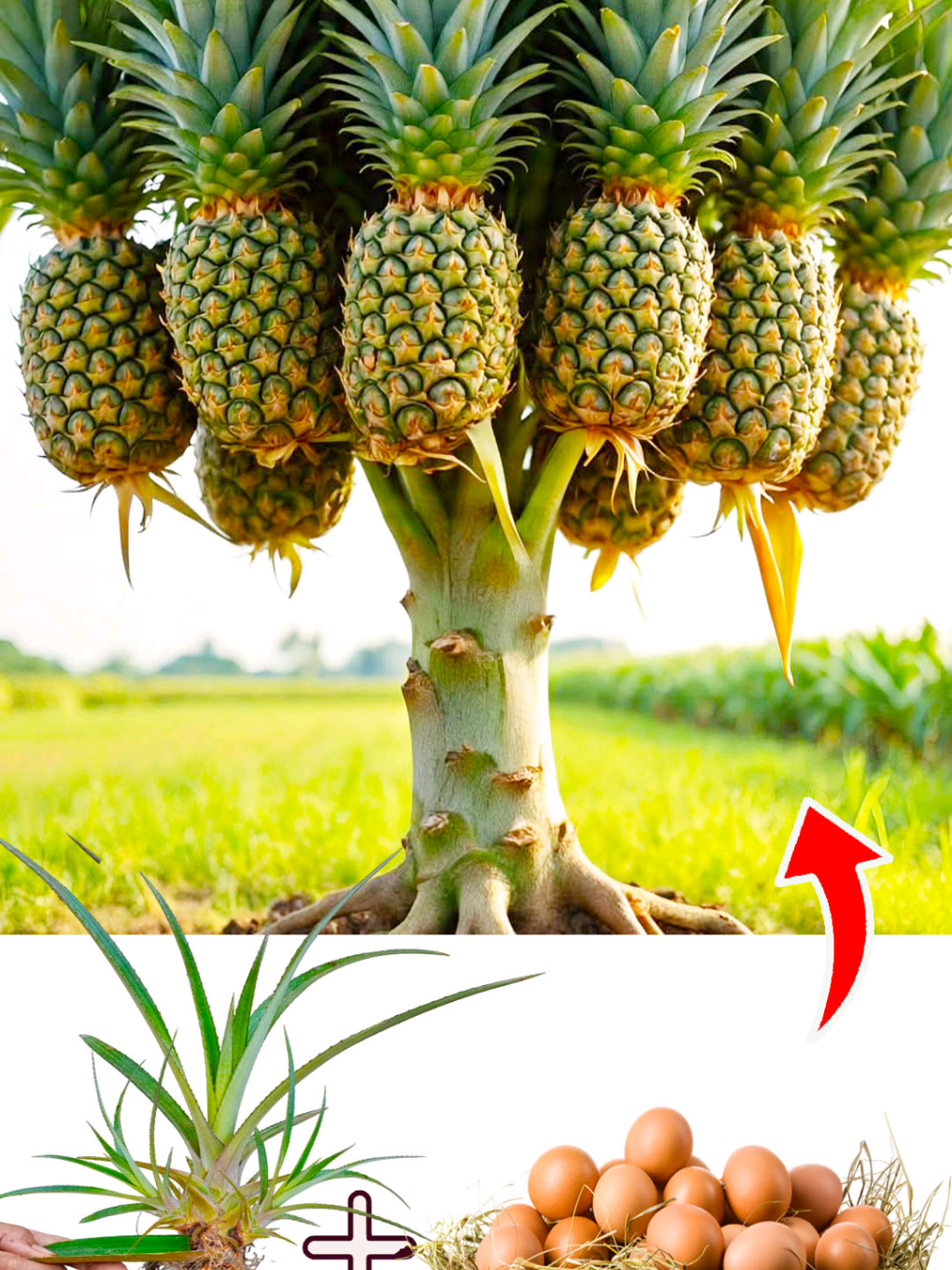 How to grow pineapple leaves with Aloe Vera to get lots of fruit #foryou #grow #plant #grafting #fruit 