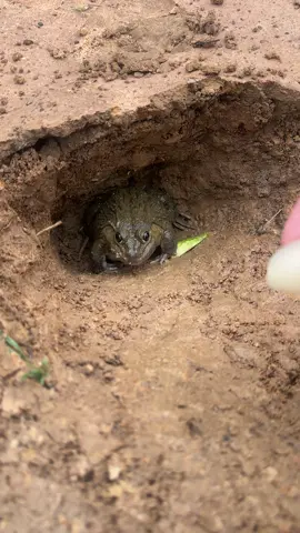 frog eat #fentysuperbrandday #funnyanimal #frog #wildlife 