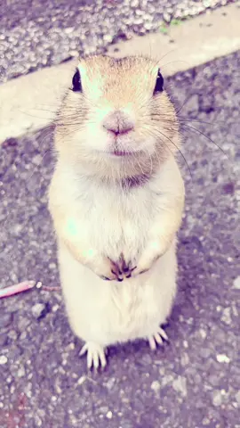 #fyp #groundsquirrel 