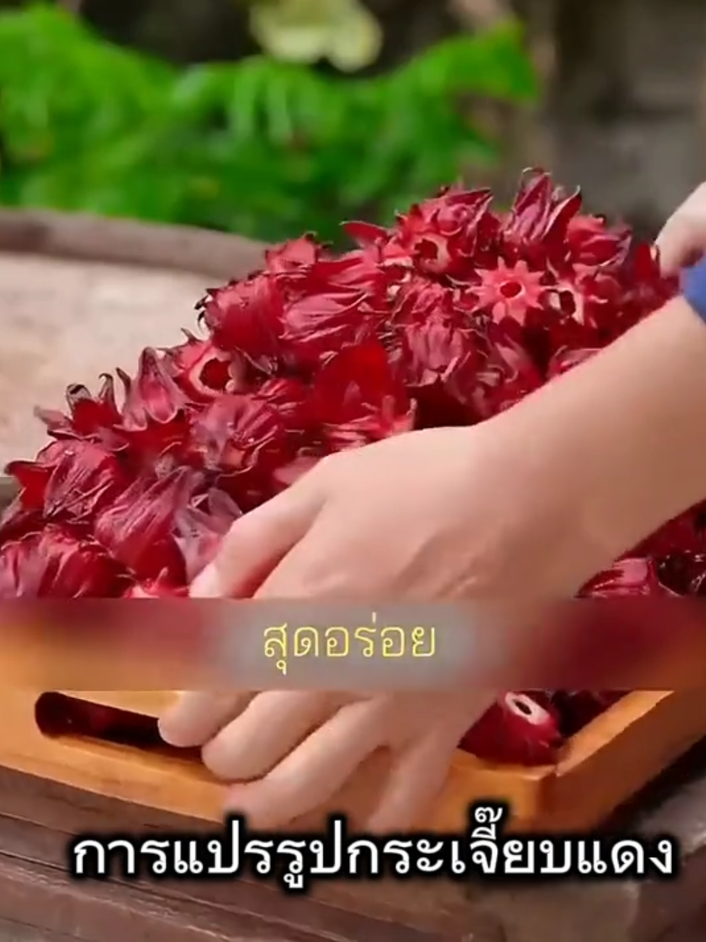 การแปรรูปกระเจี๊ยบแดง #CapCut  #กระเจี๊ยบแดง #กระเจี๊ยบแดงตากแห้ง @Kriengsit Songsiri @Kriengsit Songsiri 