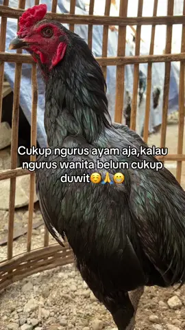 ☺️ #larkumbang #nganjuk24jam #pakhoyfullbrakot #ayamberkualitas #ayampama #penghobyayam #ayambangkok #botohayam #fyppppppppppppppppppppppp 