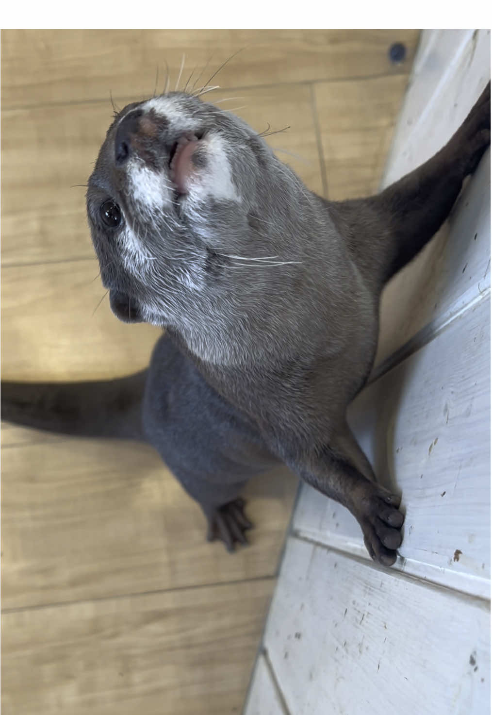 お魚が待ちきれないおいもちゃん🍠🐾 #カワウソ #カワウソカフェ #コツメカワウソ 