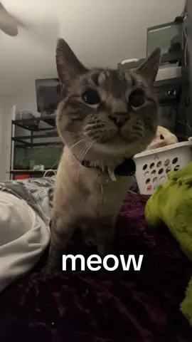 Hes so :3 #minecraftcat #Minecraft #cat #siamese #meow #catsoftiktok #arthurstunk 