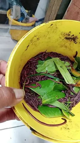 bismillahirrahmanirrahim... perdana nabur ikan bawal semoga tahun baru bisa di bakar