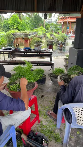 Cắt tỉa vài tác phẩm mai chiếu thủy lùn lực.#bonsaihoangtan #bonsai #xuhuong #caycanh #bonsaiindonesia #maichieuthuy 