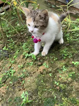 Rekomendasi kalung kucing lucu🐱