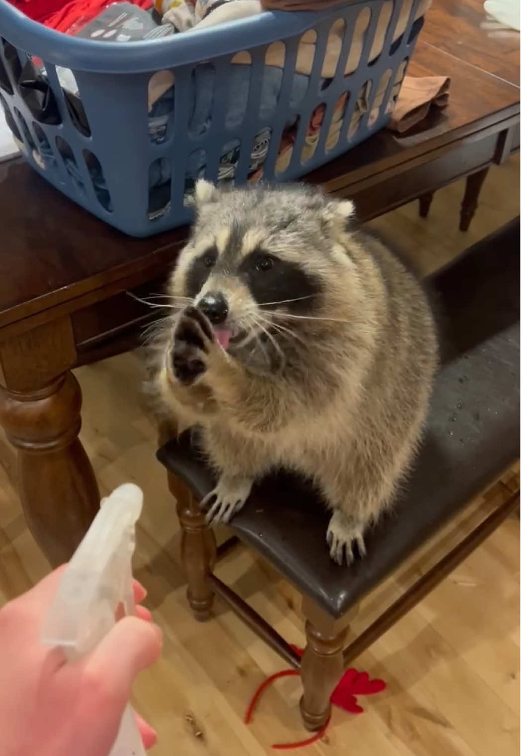 What do you do when you’re raccoon gets on the table?  Squirting him with water wasn’t the same deterrent as with the cats. We might have encouraged this behavior. 