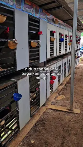 Ya begitulah#ayam #peternakmuda #katakatamotivasi #fypシ゚ #hobby 
