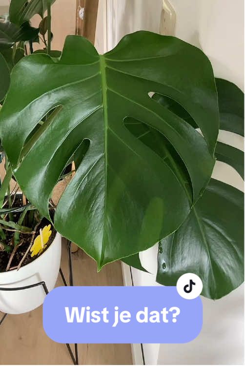 Het is wist je dat woensdag! De gaten in deze plant zitten er niet voor niks in. In de jungle kan dit een boom worden van wel 20m hoog! Deze klimplant heeft dan super grote bladeren en heeft gaten om licht, water en wind door te laten zodat de bladeren niet scheuren. Een jonge plant heeft nog weinig tot geen gaten maar hoe ouder hij wordt, hoe meer gaten! #monstera #plants #fyp #plant #boom #jungle #planttiktok 