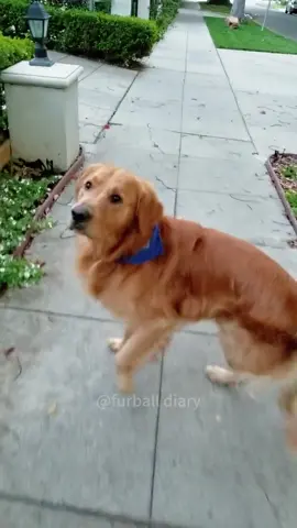 Funny dog videos #dog #funny #dogsoftiktok #pet #dogsoftiktok #foryou #funnydog 