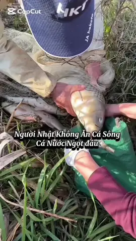 CÁ SÔNG Ở NHẬT BẢN  #nhatban #cuocsongnhat #tiếng hat #japan