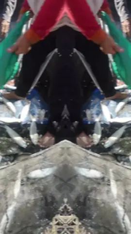 panen ikan bandeng #empang #ikanbandeng
