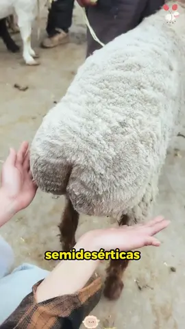This type of sheep is the Kardashian of the animal world #animals #Foryou #Friendship #Us #funny #sheep #fattailedsheep