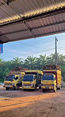 #trucksawitkalimantan #promomakangajian #sultanmakansonice #tiktokcreatorsummitid 