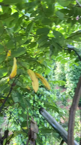 Mọi người cắt cành trụ tiêu bằng gì nhỉ ? Em thì trải qua nhiều món rồi , ưng ý nhất vẫn là kéo pin 😁