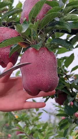 Enjoy beautiful nature with fruits world 😍🥰🥝🫐🍎🍇🥭🥝_#Fruits #viaral #fyp #ForYou #100K #FreshFruit #Viral 