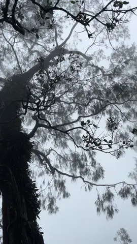 #catur #gunungcatur2096mdpl   Hujan sedikit 😶‍🌫️😶‍🌫️
