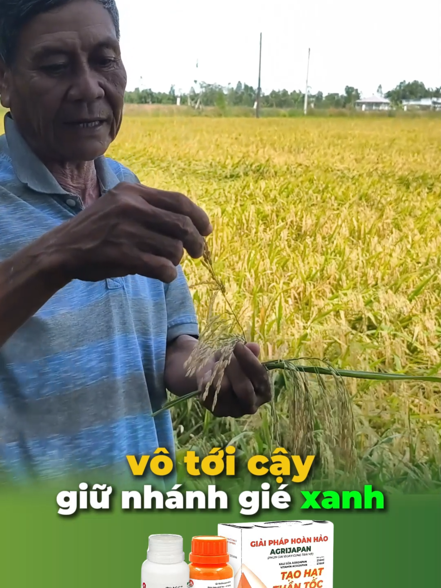 vô tới cậy gié vẫn xanh done#chiase #agrijapan #nongdan #taohatthantoc #vtnn