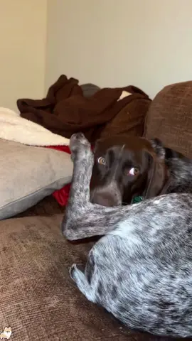 When your paw becomes a snack#fyp #funny #pet #dog  #funnyvideos 