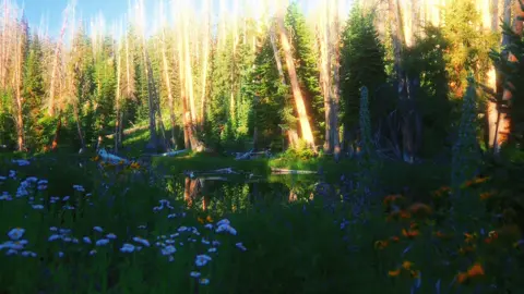 #naturecore #magic #explore 