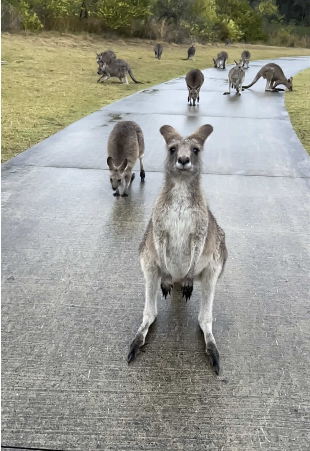 Walking in soft rain with some kangaroo friends 🌧️🦘 #kangaroo #rain #wildlifeencounters #babykangaroo #australia #naturetherapy #tiktokaustralia #meanwhileinaustralia #kangarootok #cuteanimals #wildlife #walk 