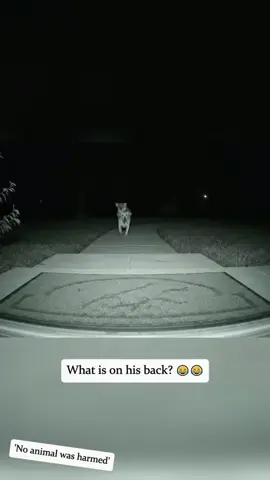 Dog invites friends home🤣🤣🥰 #dog#funny#funnyanimals#funnypets#animals #dogsofttiktok #pet #foryou #longervideos 