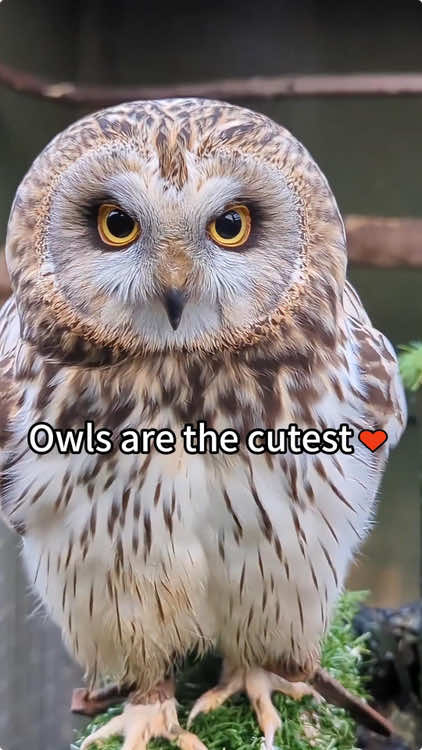 Owls are the cutest♥ #owl #owlhouse #owls #owlsoftiktok #owllove #parrot 