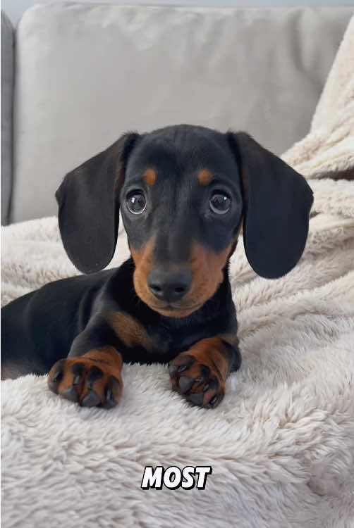 “Dachshund.”#fyp #foryou #tiktok #cute #animals #viral #dog 