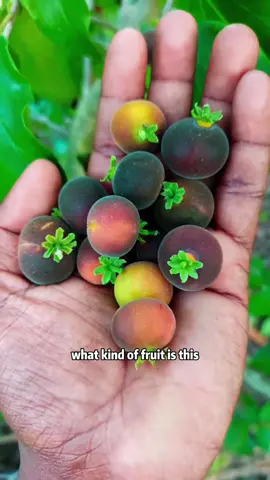 What kind of fruit is this? #tiktok #fyp #foryou #popular #usa 