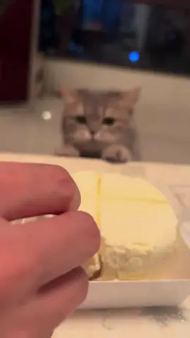#douyin #fpy #cats #❤️ #cute #tiktok #china #fpyシ #Tatcha 