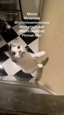 Sing along with Olive #breakfast #brekkie #cats #kitties #kitten #catsoftiktok #cattok #neko #gato #meow #mow #talkingcat #adoptdontshop #wetfood #friskies #chat #kittycat #tortiesoftiktok #tortiecatsoftiktok #고양이 #猫 #māo #kot #ねこ  #katze #screamqueen #meep #meepmeep #toebeans #spin #cattricks #cat #kitty 