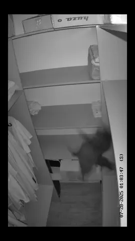 4 хвилини у кота пішло на те, щоб хоч якось злізти з тих поличок😀