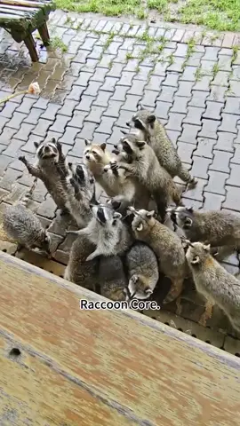 Raccoon core 🦝 #fry #raccoon #funnyanimals #foryou #tiktok #cute 