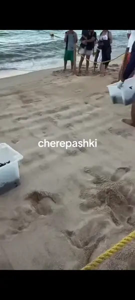 cherepashki