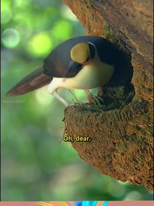 pitatarters burung yang hidup dengan membuat sarang di bawah bawah baru besar.  #lestarikan #kehidupanalamliar #floradanfauna #beritaduniaviral #beritaterkini_tiktok #viral #fypシ゚viral 