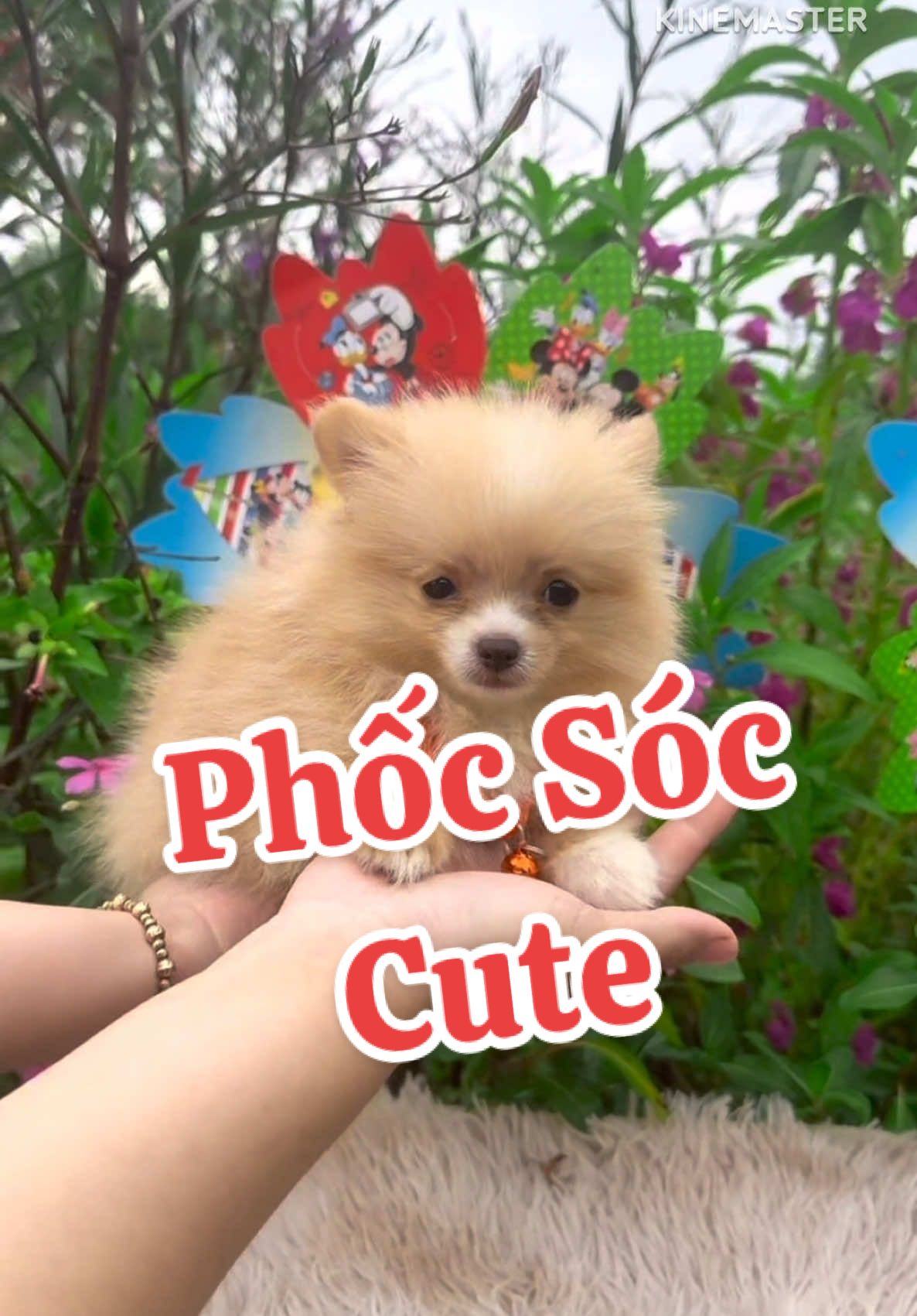 Chó phốc sóc dễ thương #thucunggiarecantho #chó #phocsocmini #pomeranian #phocsocthuanchung 