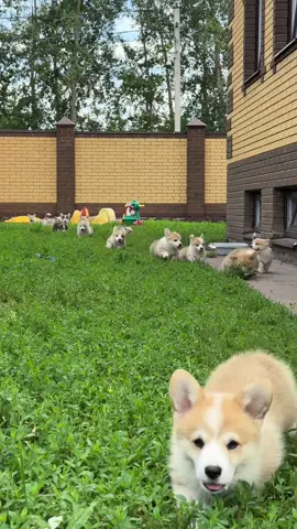 Говорят, что с этим видео все залетают в реки. Проверим? #corgi 