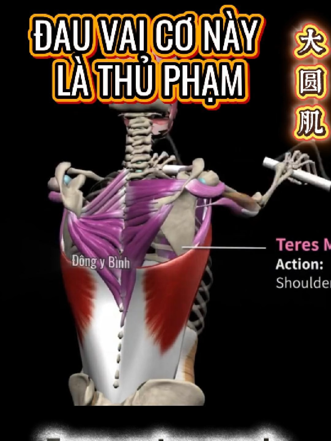 🔴Giải mã Cơ Tròn Lớn Thủ Phạm Giấu Mặt Gây Đau Vai Lưng 大圆肌 Teres major muscle | Nhị thủ túc châm #taichi #nhithutuccham #coxuongkhop #chamcuubamhuyet #dongybinh #cotronlon