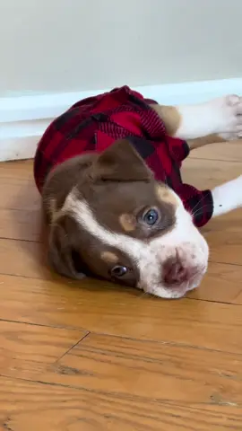 When mom keeps dressing you up and your over it 😂😂 This baby girl is looking for a new family !! She is a XL American Bully! 