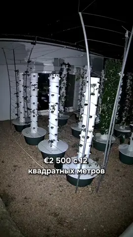Стоит ли получать тысячи евро с помидоров во дворе? #агро #агробизнес #фермер #томат #теплица #поле