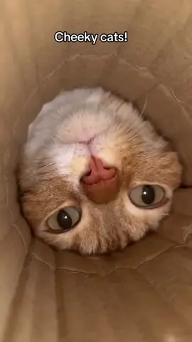 #cat #catlover #kittycat #kittensoftiktok #pets #chats #gatos 