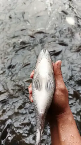 ikan nila #nila #kementriankelautandanperikanan #nilabioflok #ketahananpangan #fypシ゚ 