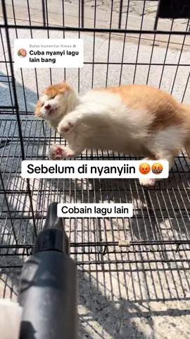 Membalas @Kinaa ✿ langsung liat ya reaksi nya #mboy #kucing #blindcat 