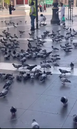 @المدرسة المحمدية 