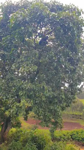 #ethiopian_tik_tok #viral_video #fyp 