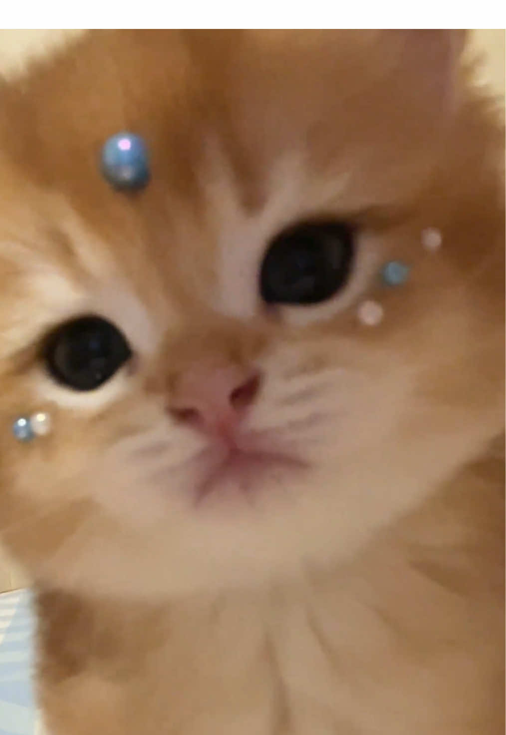 So cute.😊#kitten #cat 