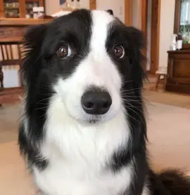 #bordercollie#doggie#fypシ゚ 