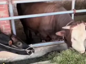 Kadang Hewan lebih peka dan peduli dari pada kita manusia #videoviral #duniahewan #sadvideo #momenharu #CapCut 