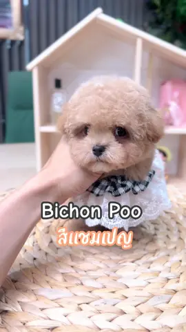ลูกชาย หัวกลม มารายตัวค้าบ #มินิบิชอง #poodle #bichonpoo 