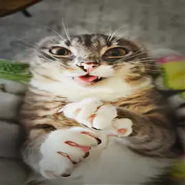 telegram with phonk in bio #fyp #phonk #skladderbma #cats #rigby 
